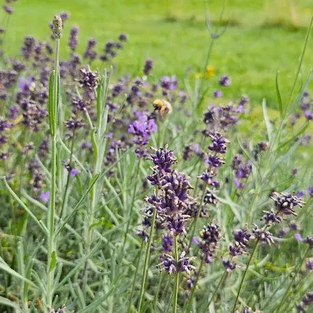 別荘 Lavendowa Oaza Kocierz Rychwaldzki