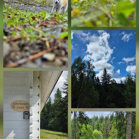 Lavendowa Oaza * Kocierz Rychwaldzki