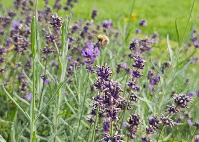 Tatil Evi Lavendowa Oaza Kocierz Rychwaldzki